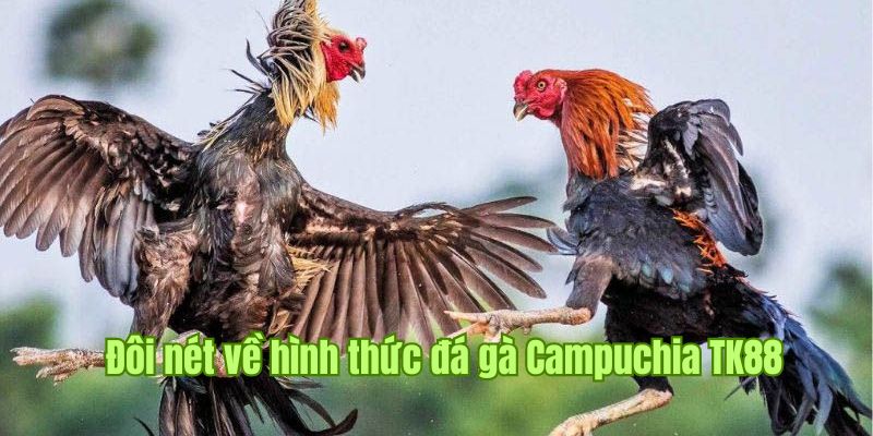 Thông tin sơ lược về hình thức đá gà Campuchia tại TK88