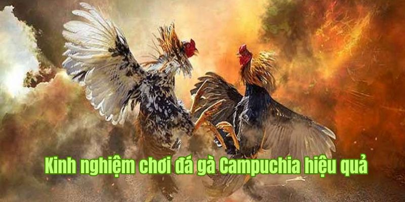 Một số chiến thuật chơi cá cược Campuchia TK88 hiệu quả