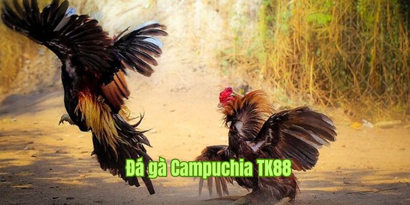 Đá Gà Campuchia TK88 - Hình Thức Thi Đấu Nổi Bật Và Thu Hút