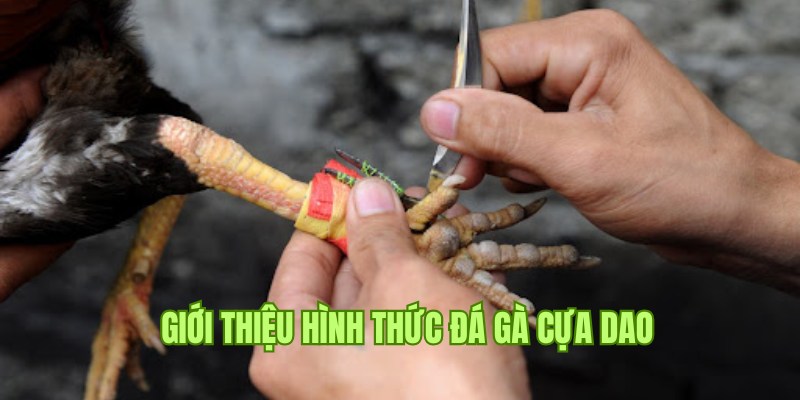 Khám phá tổng quan về đá gà cựa dao 