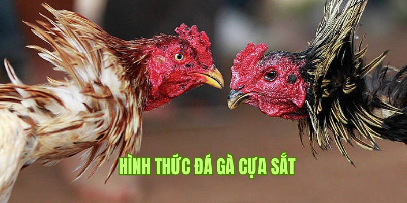 Đôi nét về bộ môn đá gà cựa sắt tại nhà cái TK88