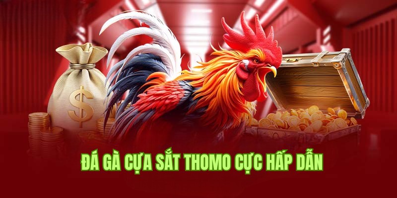 Đá gà cựa sắt Thomo cực cuốn hút không nên bỏ lỡ 