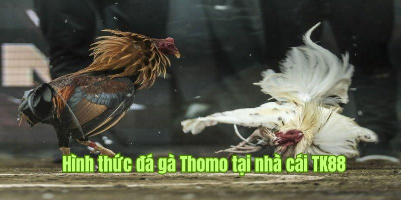 Trực tiếp hình thức thi đấu Thomo tại đá gà Tk88