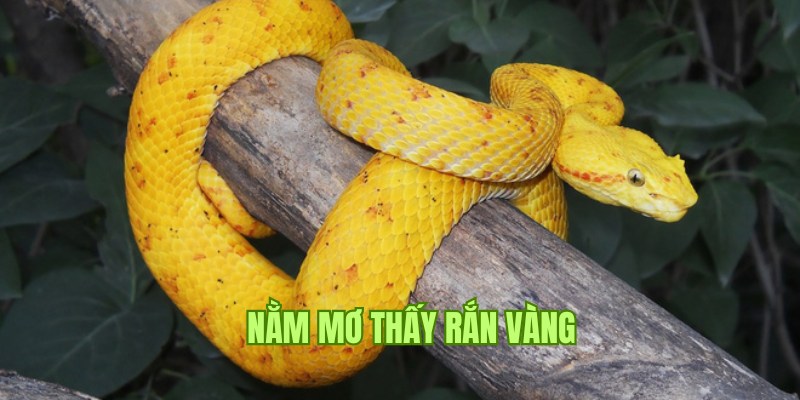 Nằm mơ thấy rằn vàng mang đến ý nghĩa và con số gì?