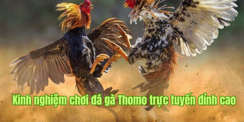 Chiến thuật hiệu quả khi chơi cá cược trực tiếp đá gà Thomo